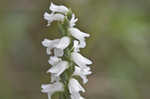 Nodding lady's tresses